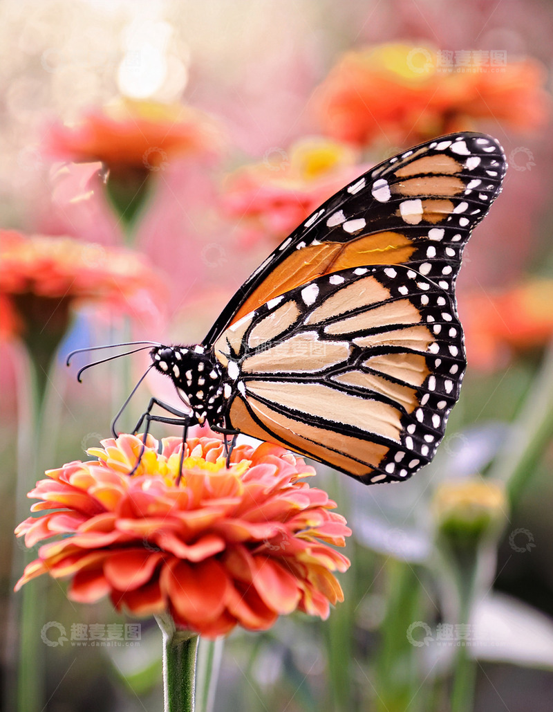 高清大图下载【趣麦麦图】虎斑蝶停栖橙红花间