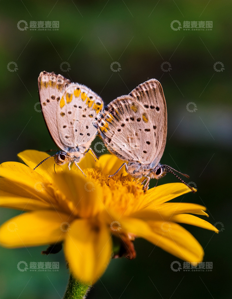 高清大图下载【趣麦麦图】双斑灰蝶同驻黄花中心