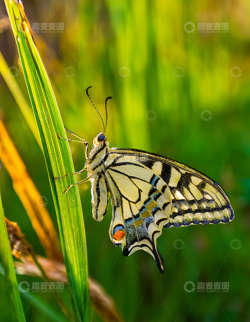 高清大图下载【趣麦麦图】黄黑纹蝶栖息绿色草茎