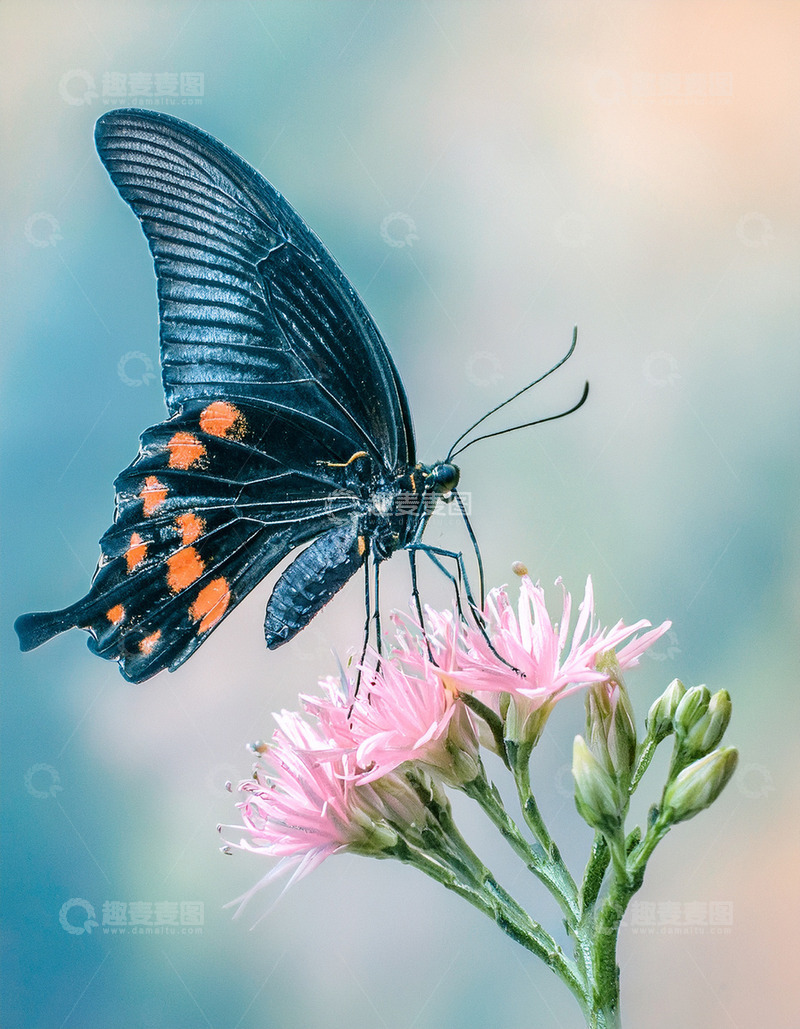高清大图下载【趣麦麦图】黑橙蝴蝶轻触粉色花蕊