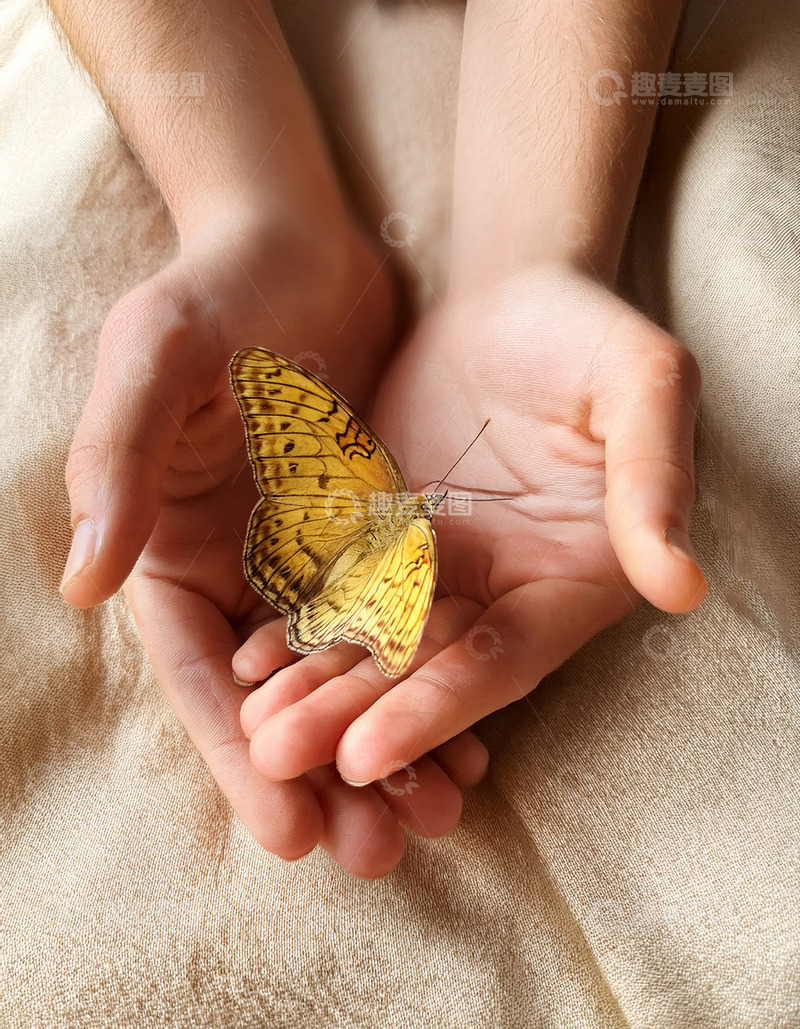 高清大图下载【趣麦麦图】浅黄蝴蝶静躺人手之上
