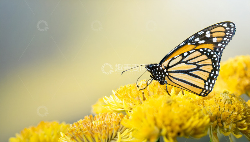 高清大图下载【趣麦麦图】帝王斑蝶栖于黄色花丛