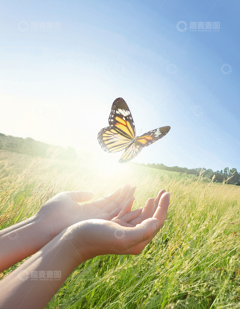 高清大图下载【趣麦麦图】彩蝶于掌心向阳光飞舞