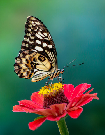 豹纹蝶停落玫红花朵色彩美丽自然
