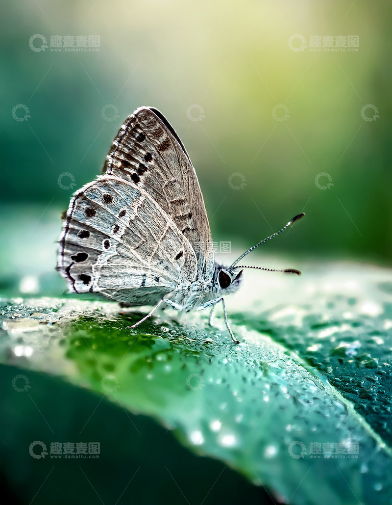 高清大图下载【趣麦麦图】灰纹蝴蝶静卧带露绿叶自然翅膀花纹