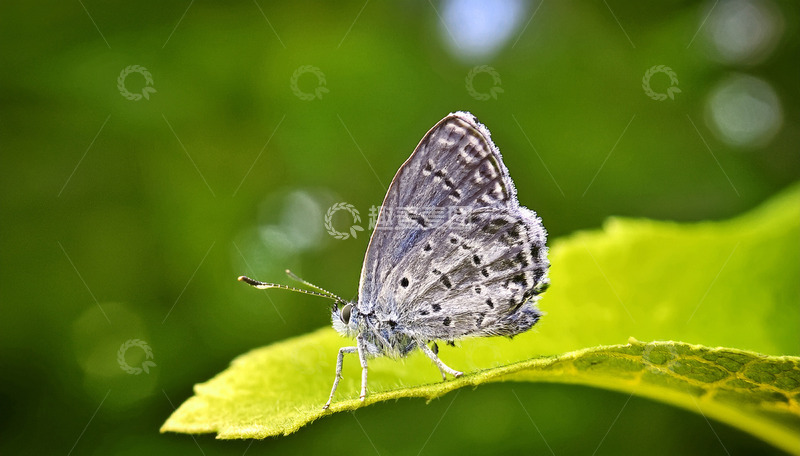 高清大图下载【趣麦麦图】小灰蝶停落绿色叶面