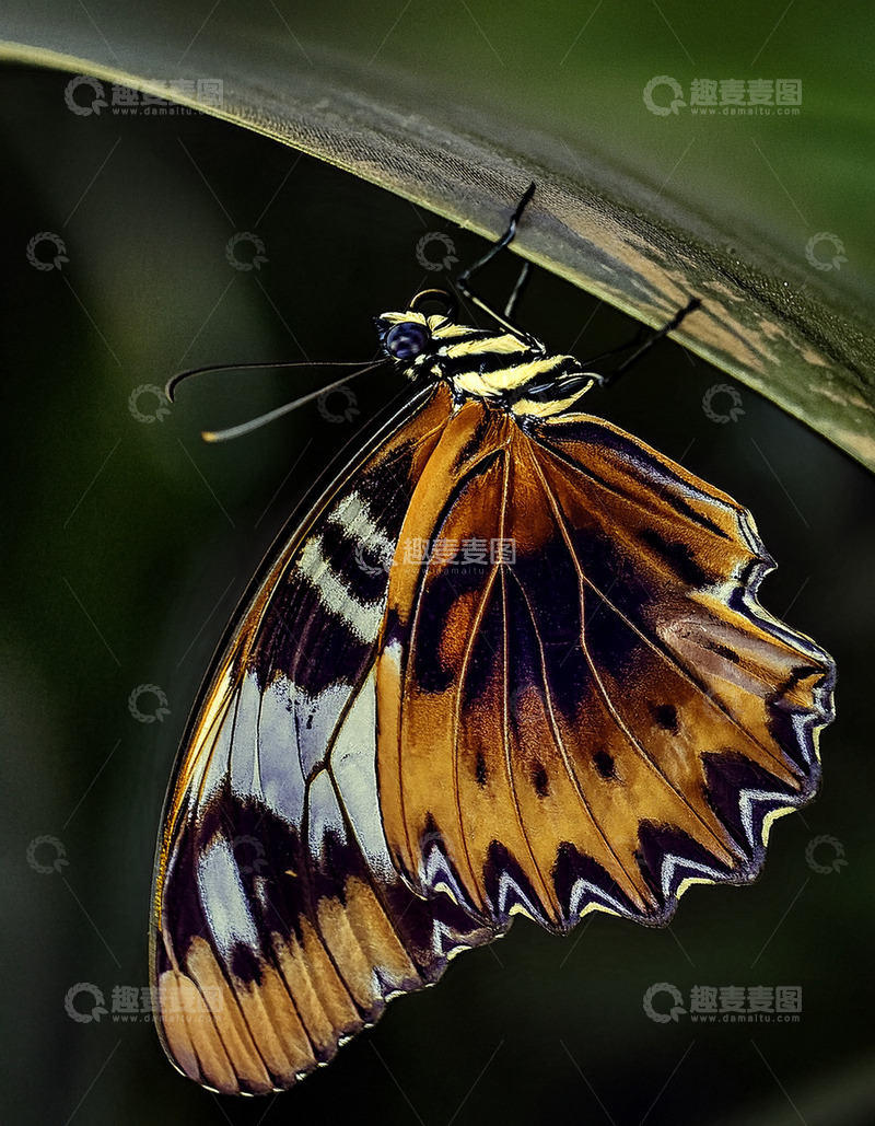 高清大图下载【趣麦麦图】橙黑残翅蝶倒挂绿叶下