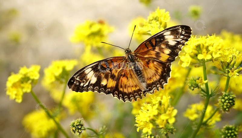 高清大图下载【趣麦麦图】棕白花纹蝶休憩黄花间