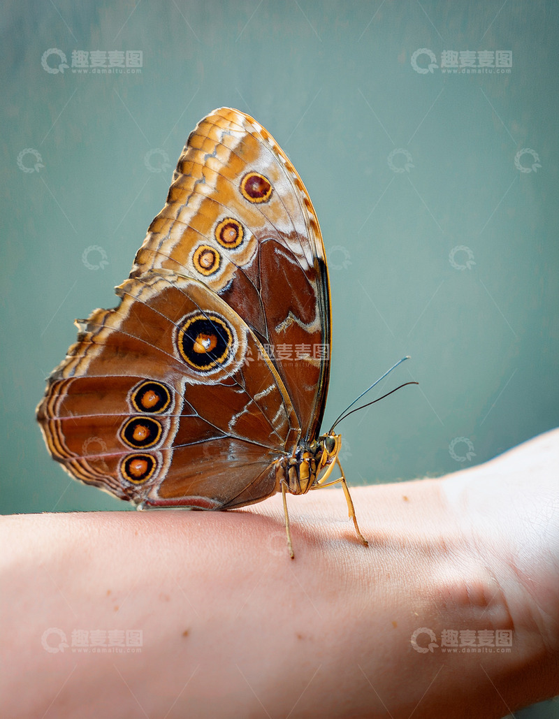 高清大图下载【趣麦麦图】棕纹眼蝶静落人手臂上