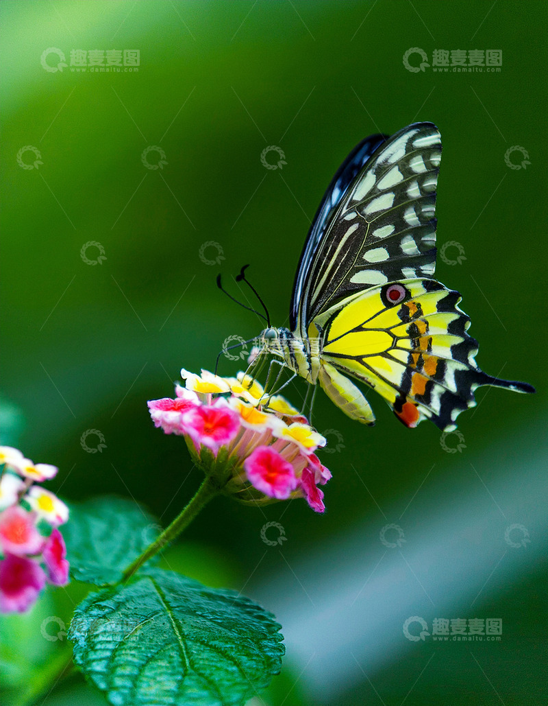 高清大图下载【趣麦麦图】黄黑斑蝶停驻粉花之上