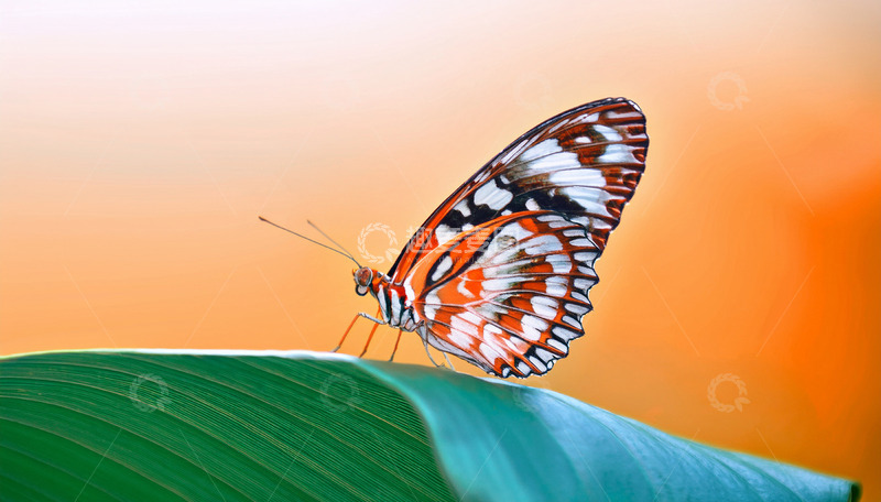 高清大图下载【趣麦麦图】橙白蝴蝶栖于绿叶