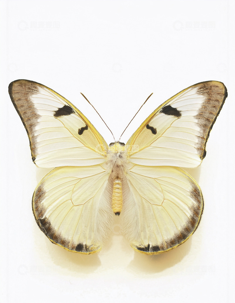高清大图下载【趣麦麦图】淡黄黑斑蝴蝶静态展示