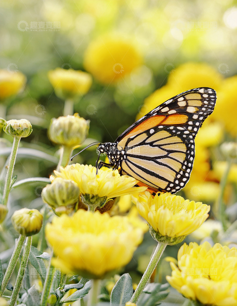 高清大图下载【趣麦麦图】橙黑蝴蝶静驻黄色花卉间
