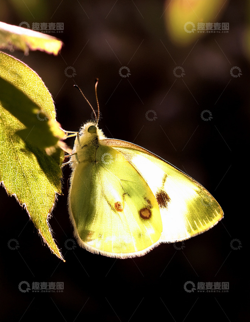 高清大图下载【趣麦麦图】淡黄蝴蝶静倚绿叶边缘