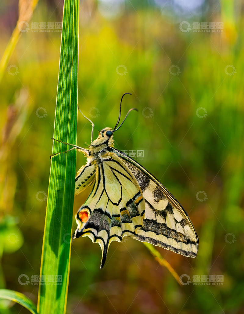 高清大图下载【趣麦麦图】黄黑纹蝶静伏细长草叶
