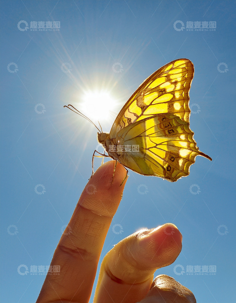 高清大图下载【趣麦麦图】黄纹蝶停于指尖沐阳光
