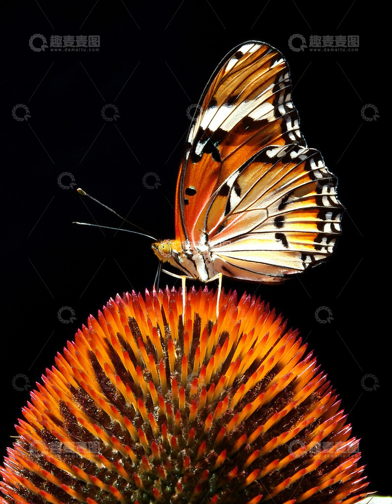 高清大图下载【趣麦麦图】橙白蝴蝶栖息橙花之上