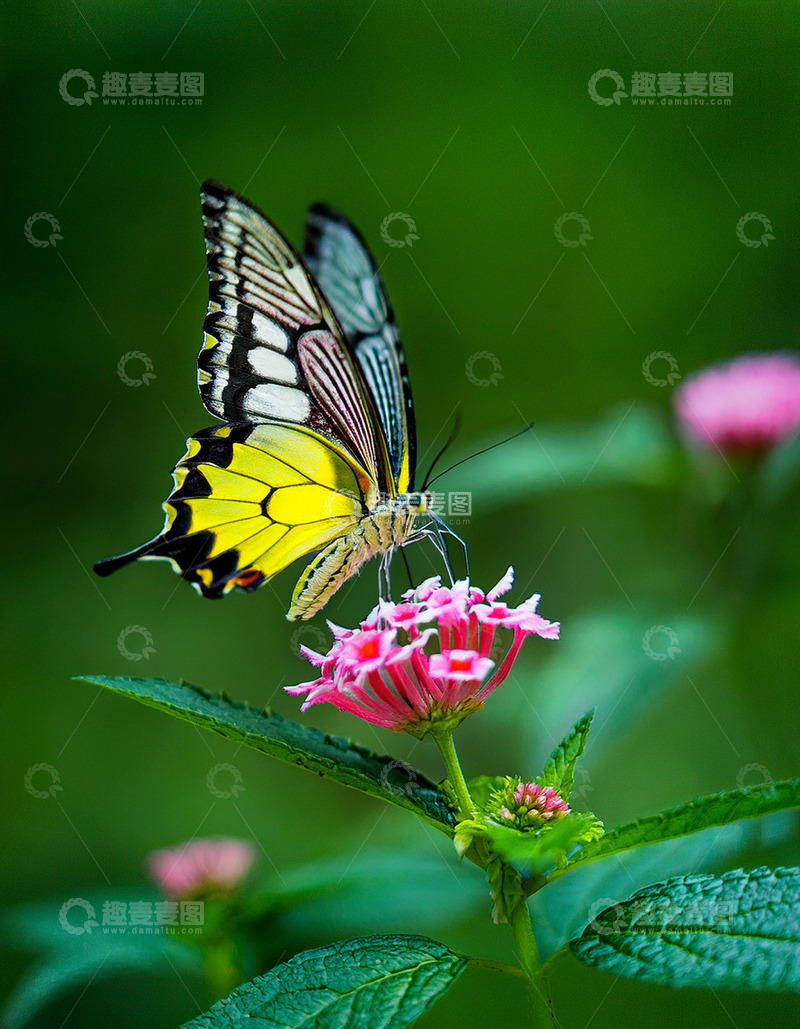 高清大图下载【趣麦麦图】黄黑彩蝶轻落粉花枝头