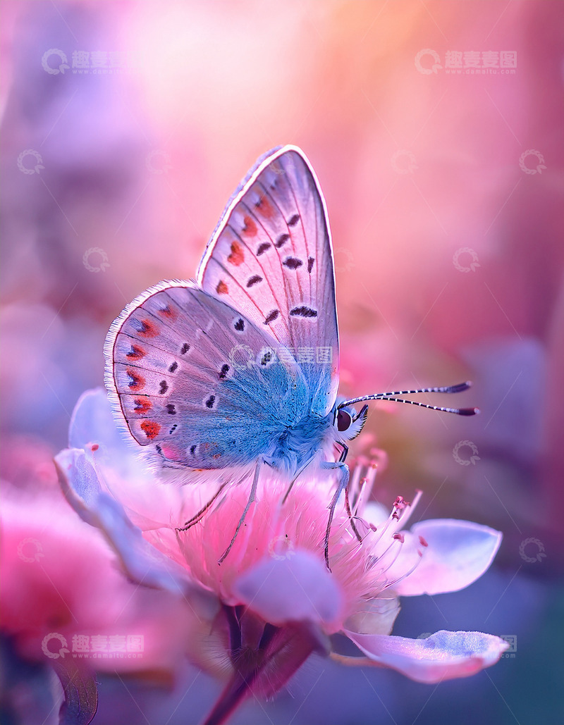 高清大图下载【趣麦麦图】蓝粉蝴蝶轻栖粉色花朵