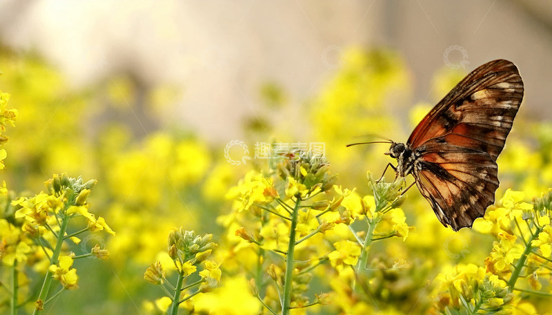高清大图下载【趣麦麦图】棕黑斑蝶穿梭黄色花海