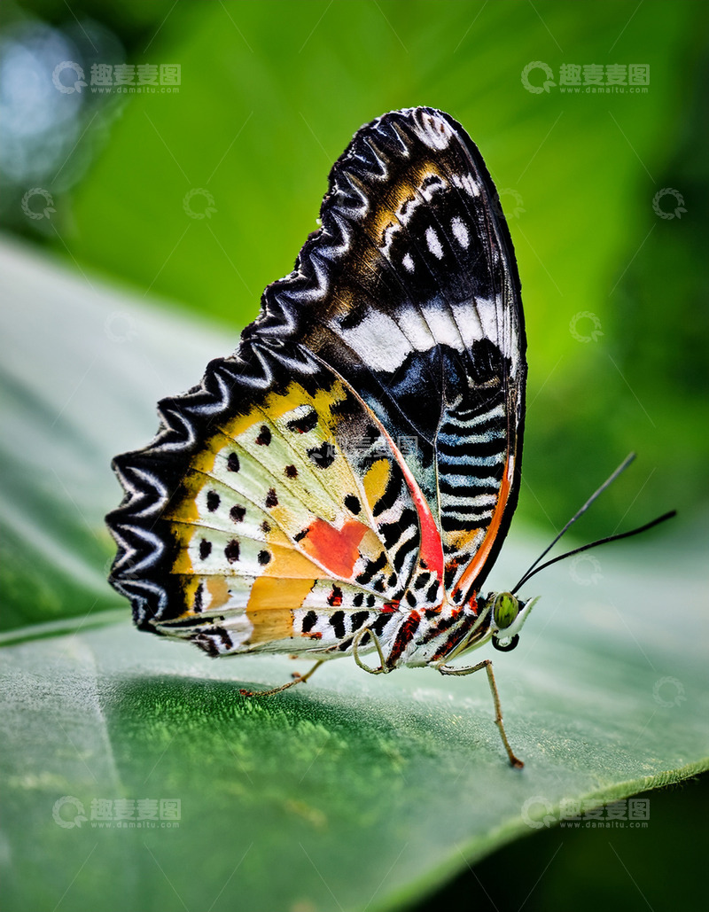 高清大图下载【趣麦麦图】多彩蝴蝶栖息翠绿叶片