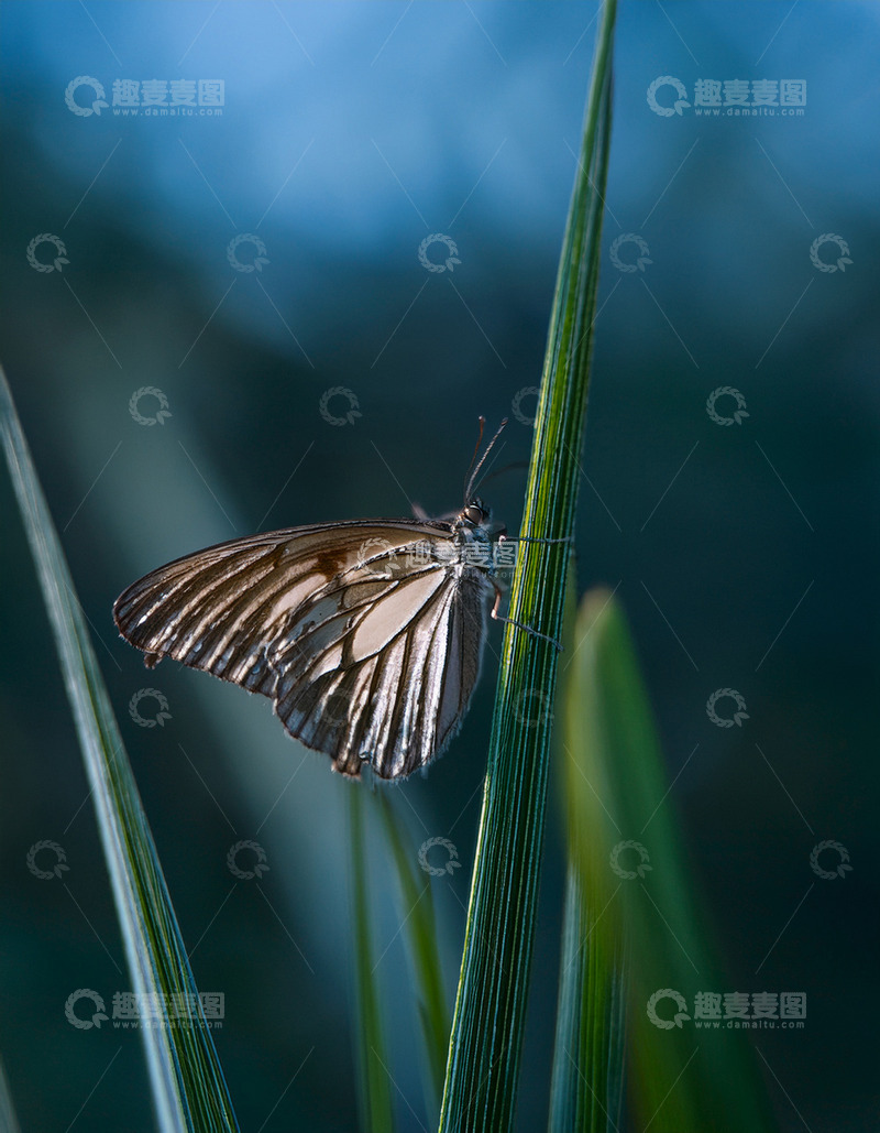 高清大图下载【趣麦麦图】棕白条纹蝶静立草叶间