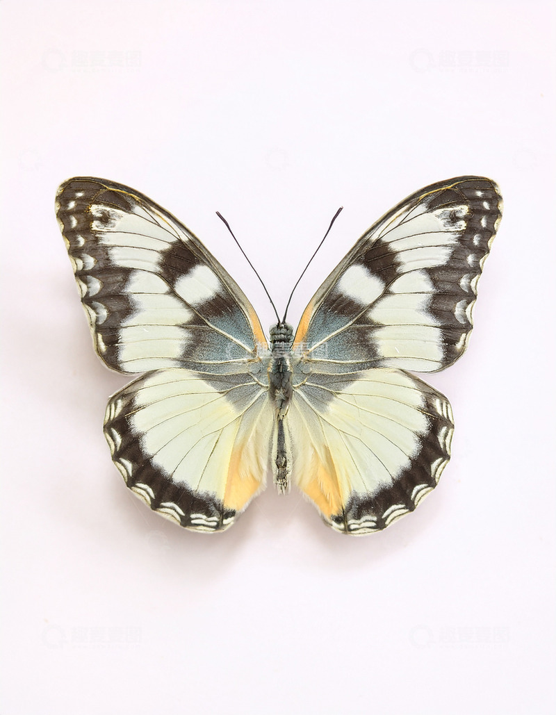 高清大图下载【趣麦麦图】黑白蝴蝶静态展示画面