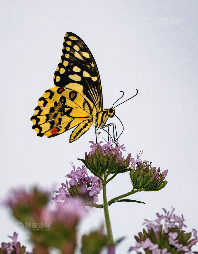 高清大图下载【趣麦麦图】黄黑斑蝶落于紫花顶