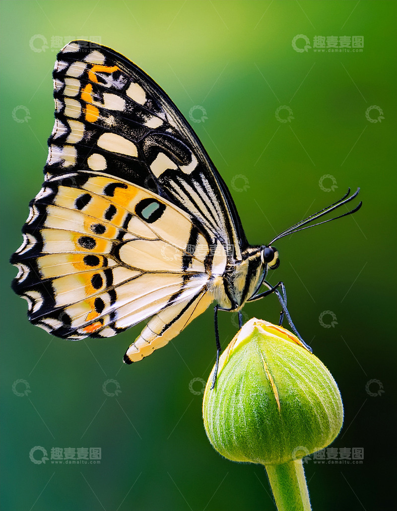 高清大图下载【趣麦麦图】黑橙彩蝶停落绿色花苞