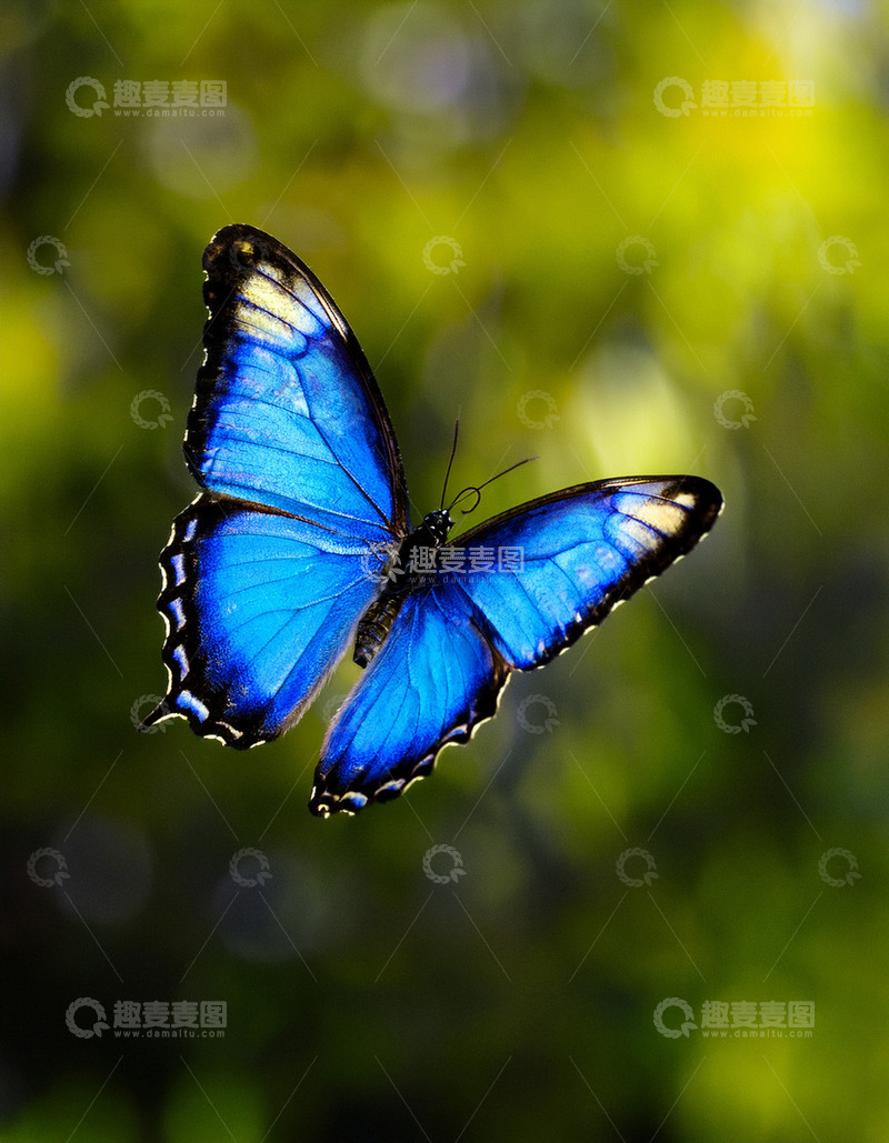 高清大图下载【趣麦麦图】蓝白花纹蝴蝶飞行掠影
