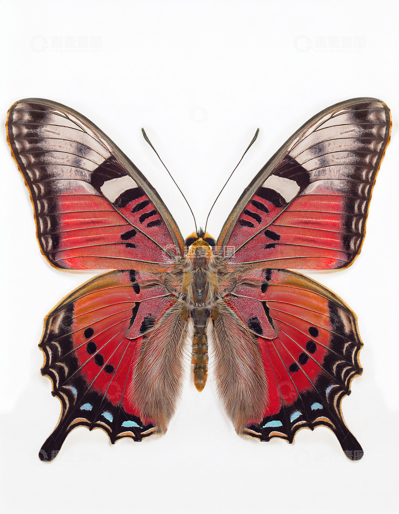 高清大图下载【趣麦麦图】红黑花纹蝴蝶静态呈现