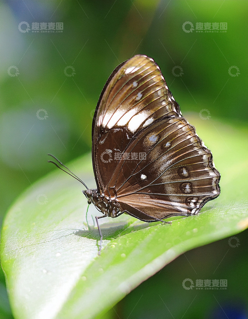 高清大图下载【趣麦麦图】棕白蝴蝶栖息翠绿叶面