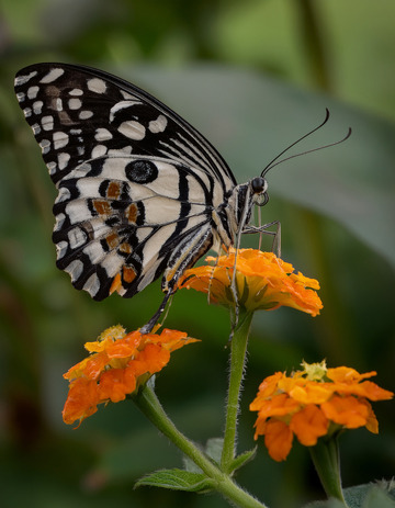 黑白豹纹蝶停落橙花枝头