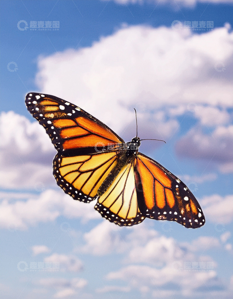 高清大图下载【趣麦麦图】橙黑蝴蝶翱翔蓝天白云