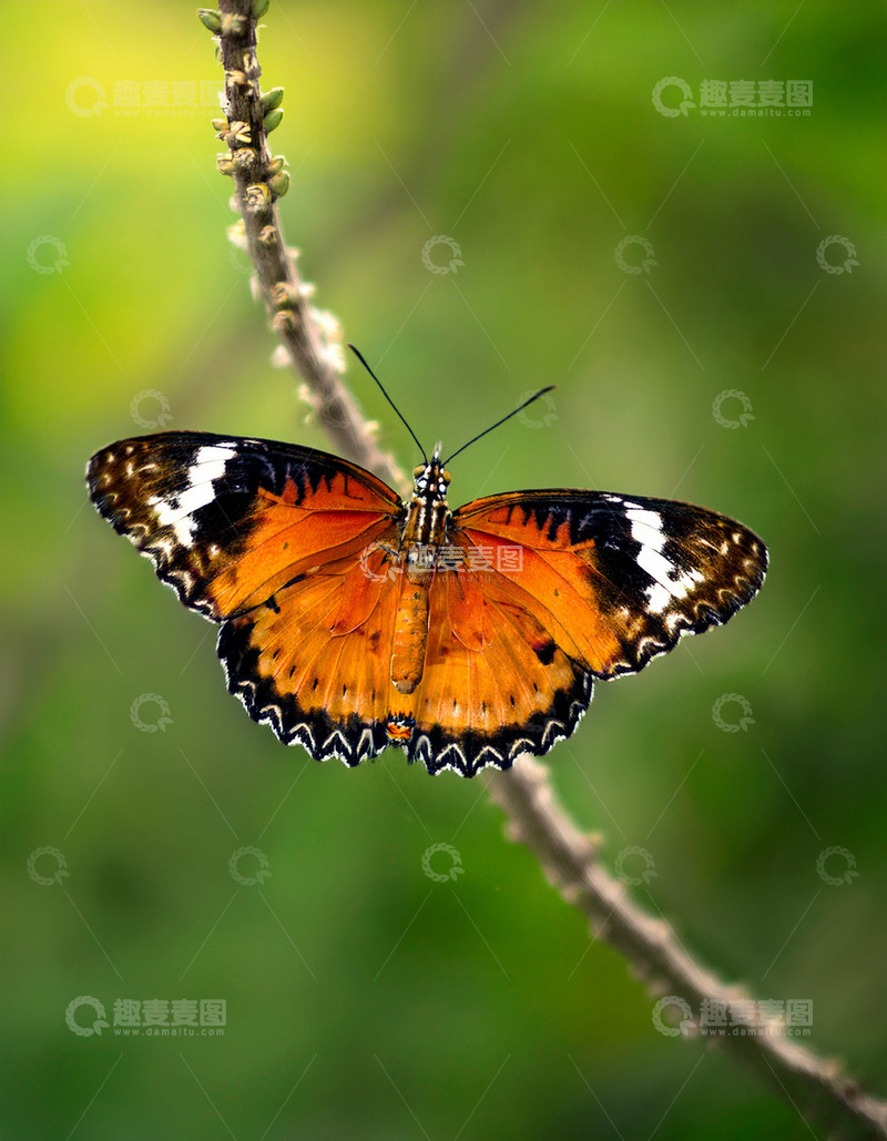 高清大图下载【趣麦麦图】橙黑白蝶静立嫩枝间