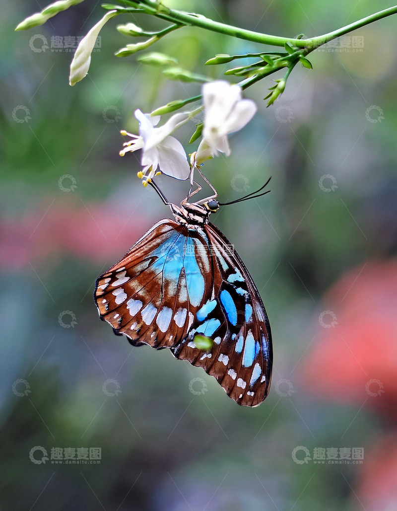 高清大图下载【趣麦麦图】蓝棕花纹蝴蝶倒挂白花