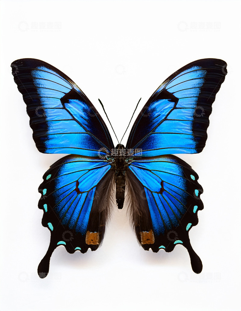高清大图下载【趣麦麦图】蓝黑相间蝴蝶展翅特写