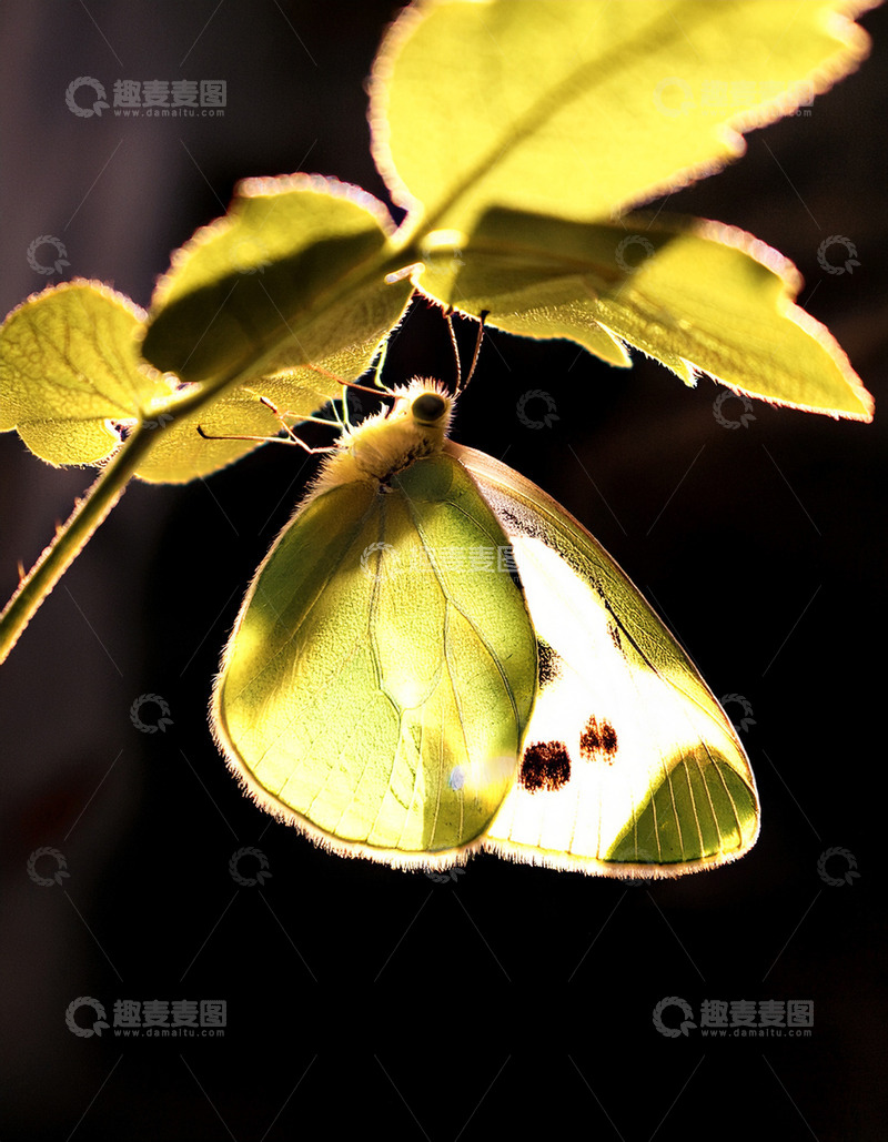 高清大图下载【趣麦麦图】淡绿蝴蝶栖于叶下受光