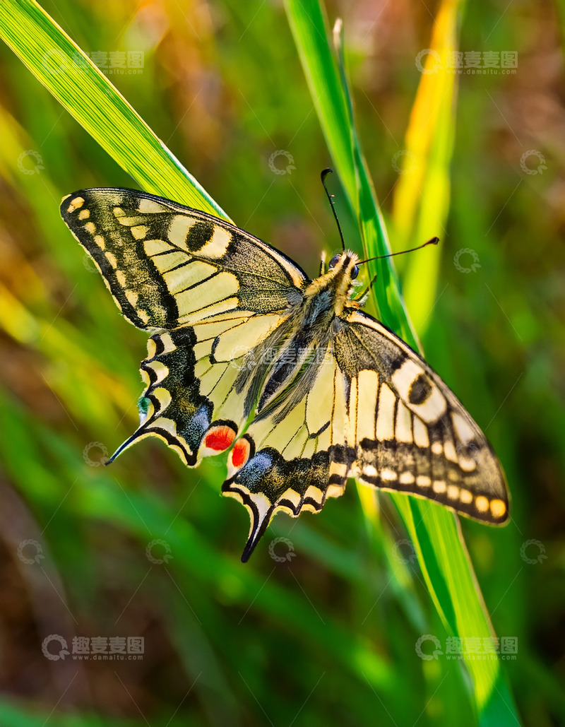 高清大图下载【趣麦麦图】黄黑花纹蝶停栖绿叶片