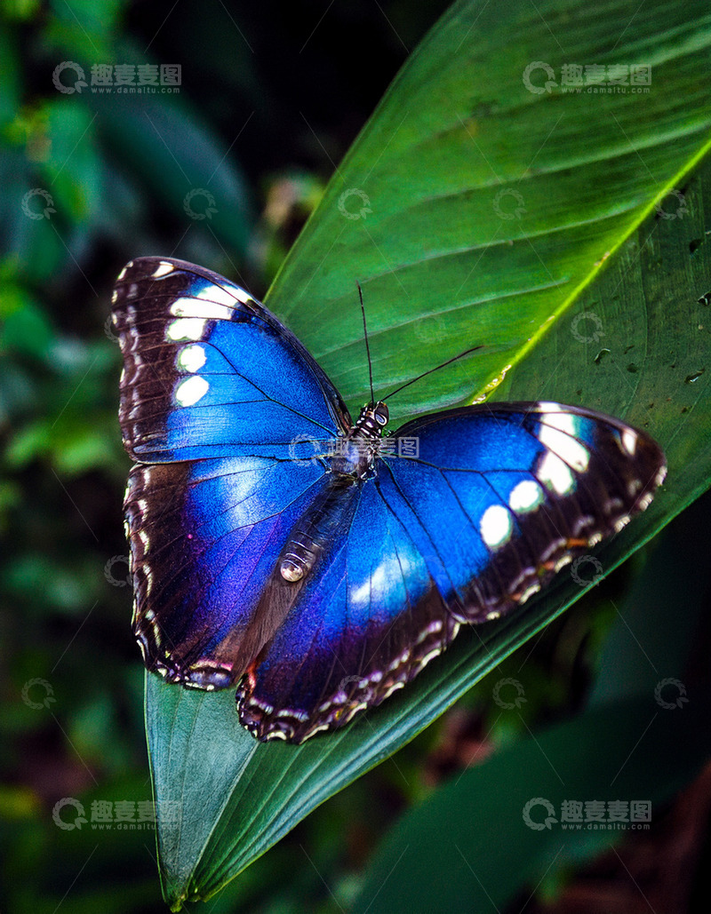 高清大图下载【趣麦麦图】蓝白相间蝴蝶静栖绿叶