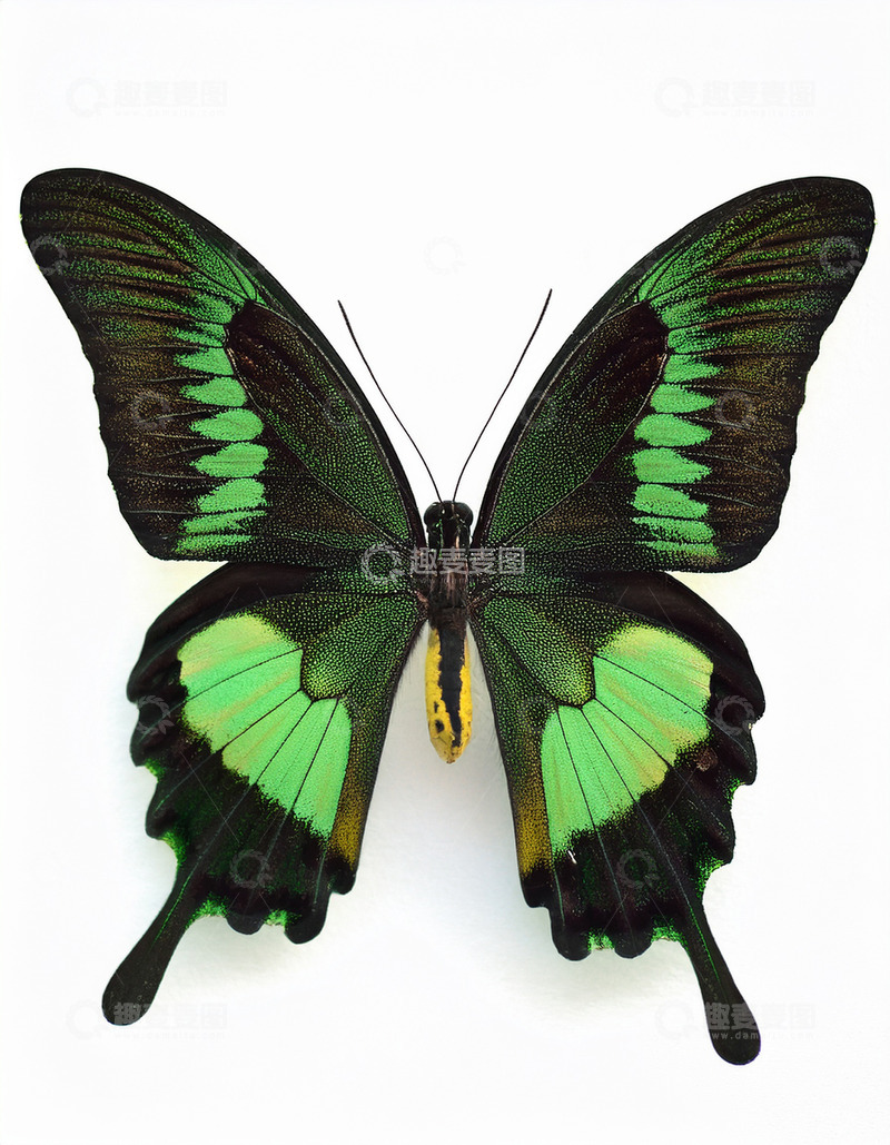 高清大图下载【趣麦麦图】绿黑相间蝴蝶展翅姿态
