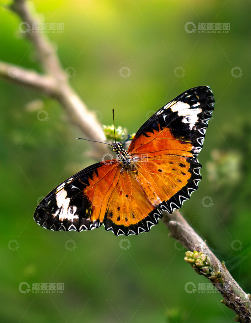 高清大图下载【趣麦麦图】橙黑白蝶栖息细枝之上