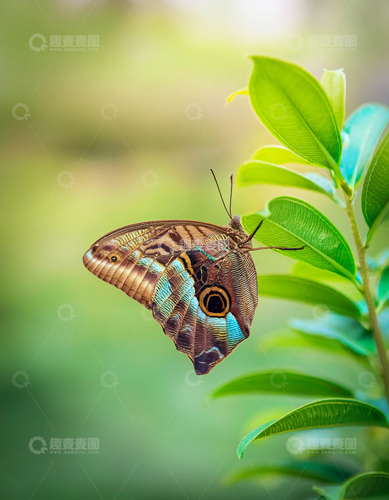 高清大图下载【趣麦麦图】棕蓝眼纹蝶停驻绿枝旁