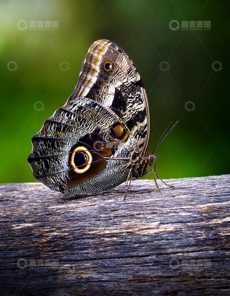 高清大图下载【趣麦麦图】眼斑褐蝶停留古朴木面