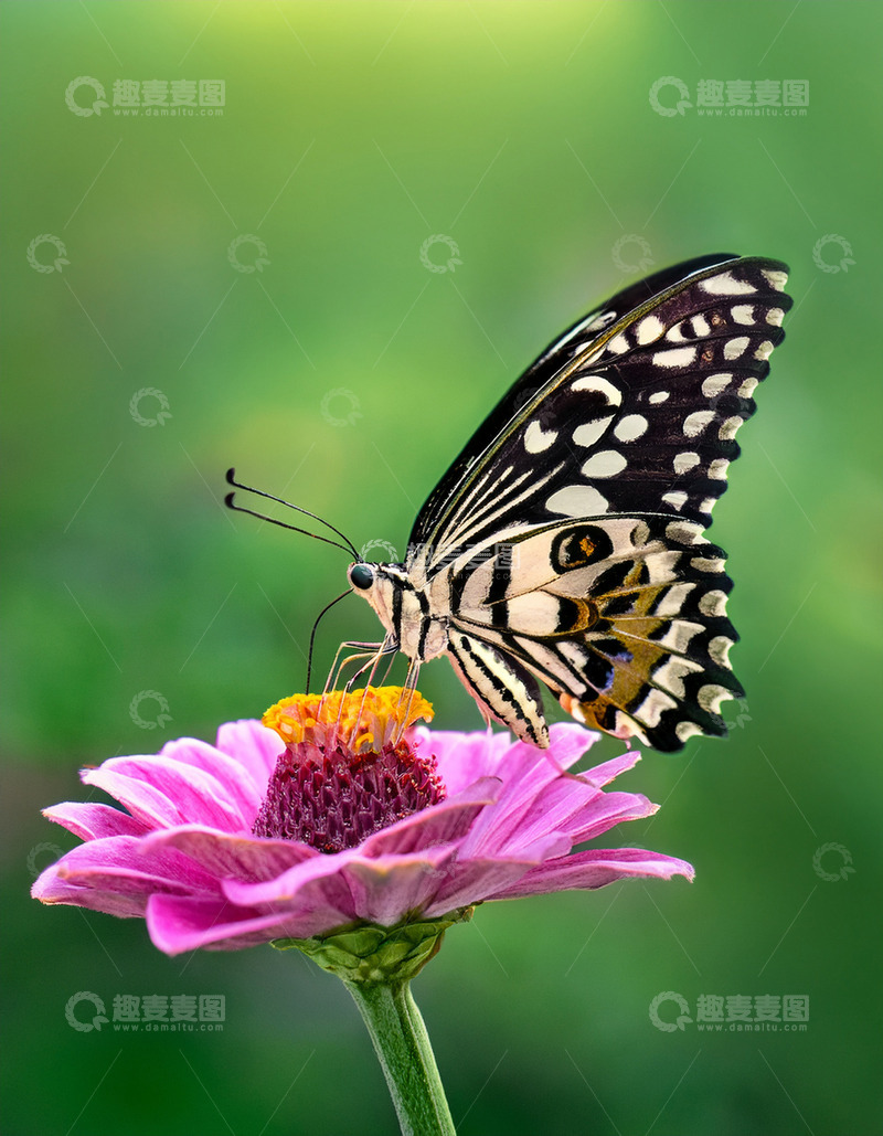 高清大图下载【趣麦麦图】黑斑彩蝶轻立粉花之上