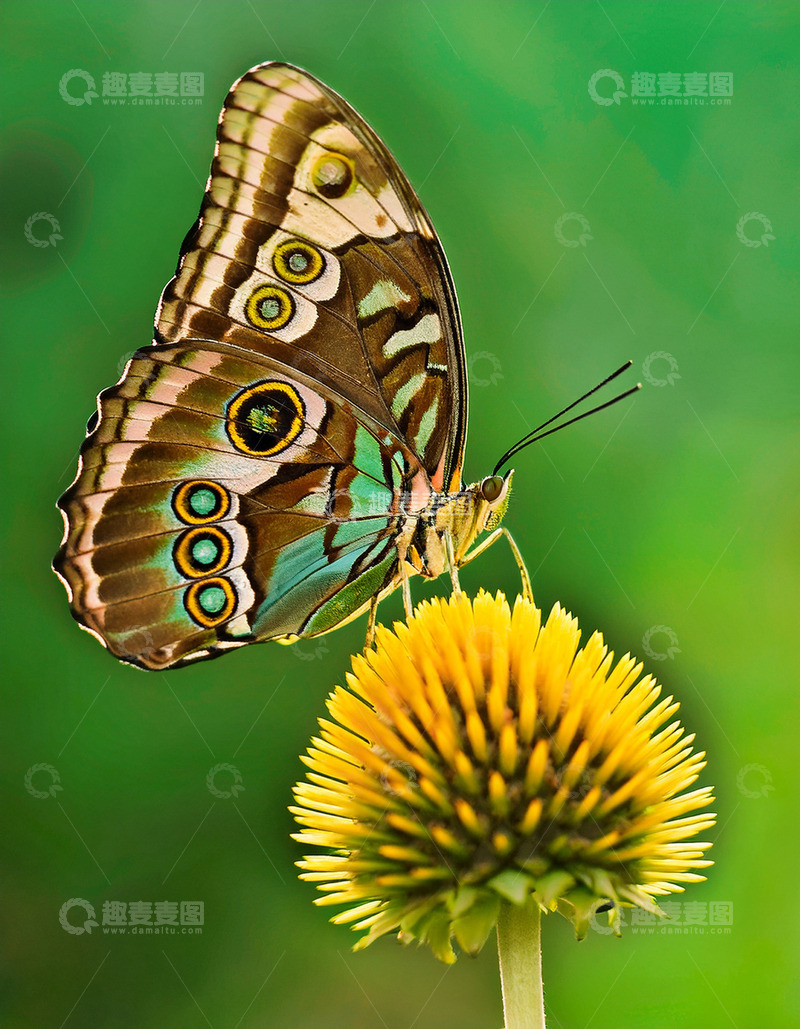 高清大图下载【趣麦麦图】绿棕眼纹蝶停驻黄花