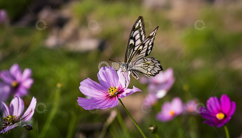高清大图下载【趣麦麦图】黑白蝴蝶轻舞粉花之上
