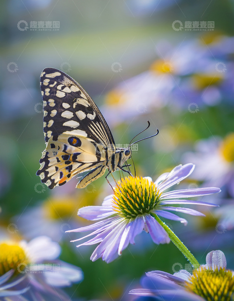 高清大图下载【趣麦麦图】豹纹蝶吮蜜淡紫雏菊花顶