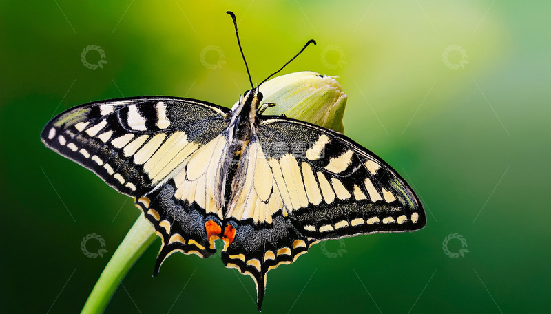 高清大图下载【趣麦麦图】黄黑花纹蝴蝶停驻花蕾