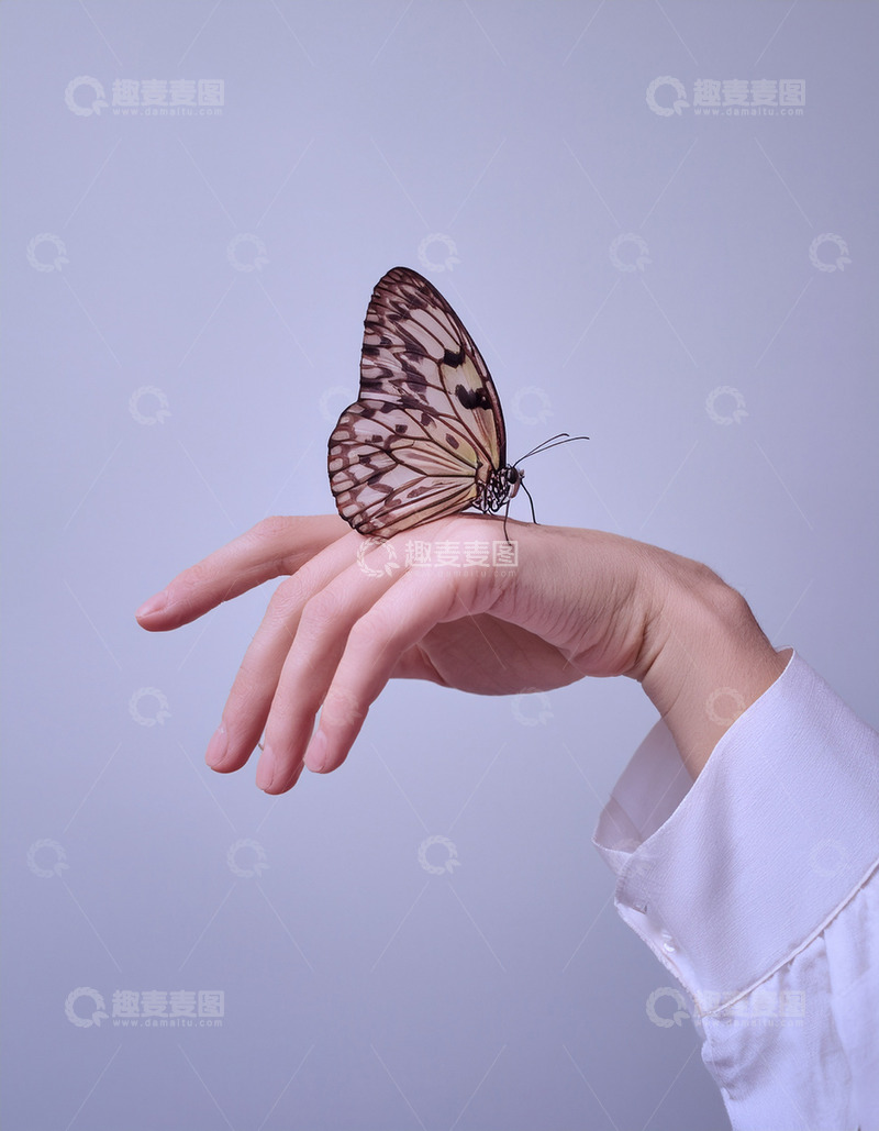 高清大图下载【趣麦麦图】花纹蝶安歇在手指上